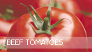 Beef Tomatoes